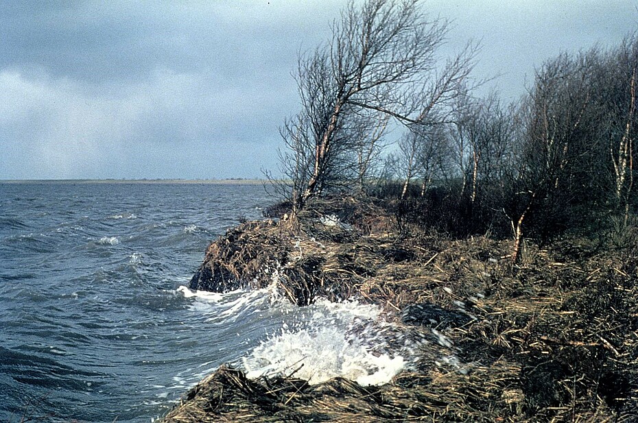 Alternative Bildbeschreibung: Mit Birken bewachsenes Moor, das sich leicht aufzuwölben scheint und aufschwimmt, während an dessen Kliff die Wellen der Nordsee bei Sturmflut schlagen. Spritzwasser gelangt auf die Moorfläche.